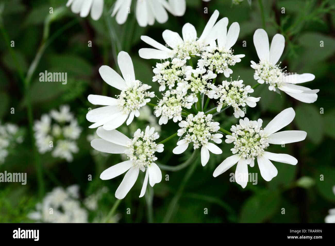 Orlaya grandiflora White lace flowers Stock Photo