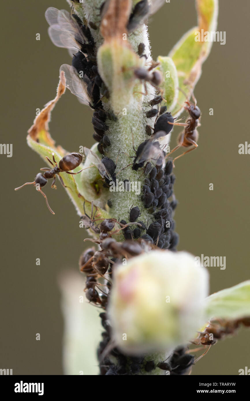 Ants farming aphids on a foxglove plant, UK Stock Photo