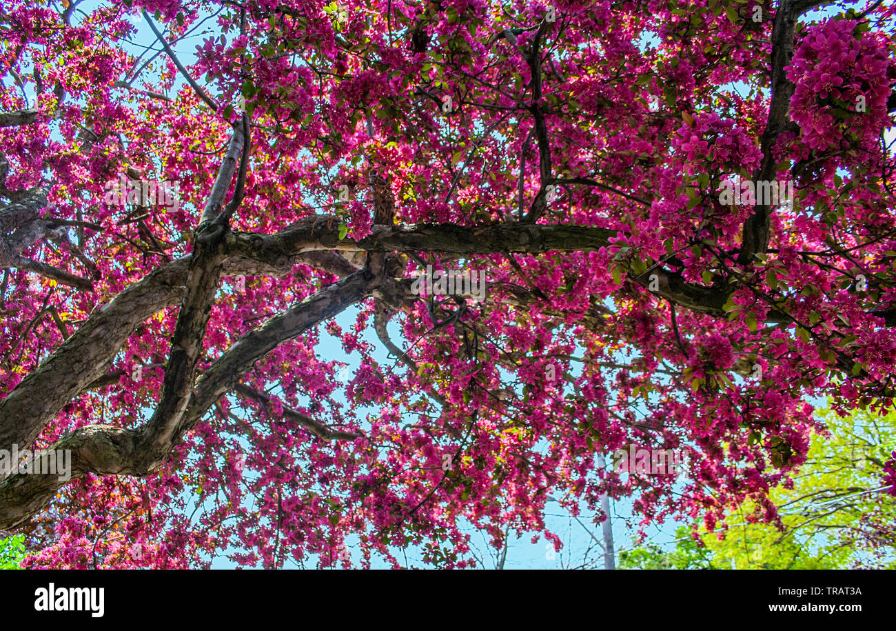 Looking up at a tree branch blooming with pink flowers in the spring