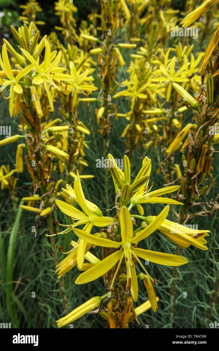 Yellow asphodel, Asphodeline lutea Stock Photo