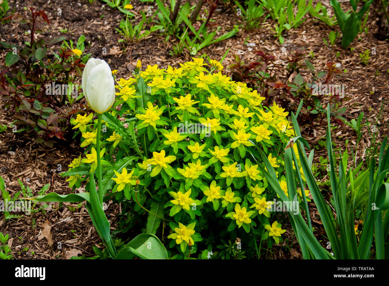 Star shaped flowers hires stock photography and images Alamy