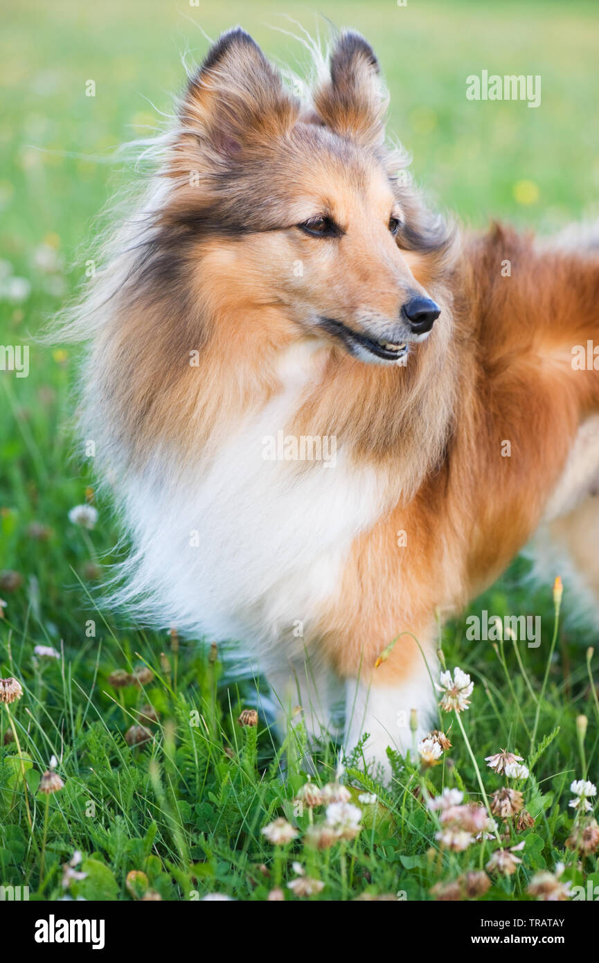 Shetland sheepdog in the meadow Stock Photo - Alamy