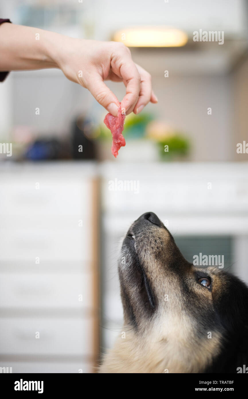 Offering some meat for the dog Stock Photo Alamy