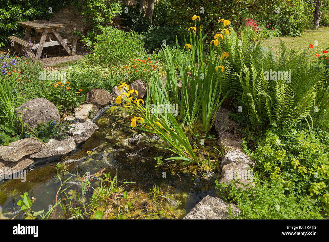 Garden pond with damp loving plants & shrubs, picnic table Stock Photo