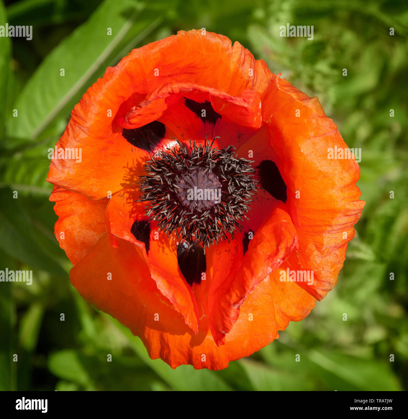 Bright red poppy, Papaver rhoeas Stock Photo