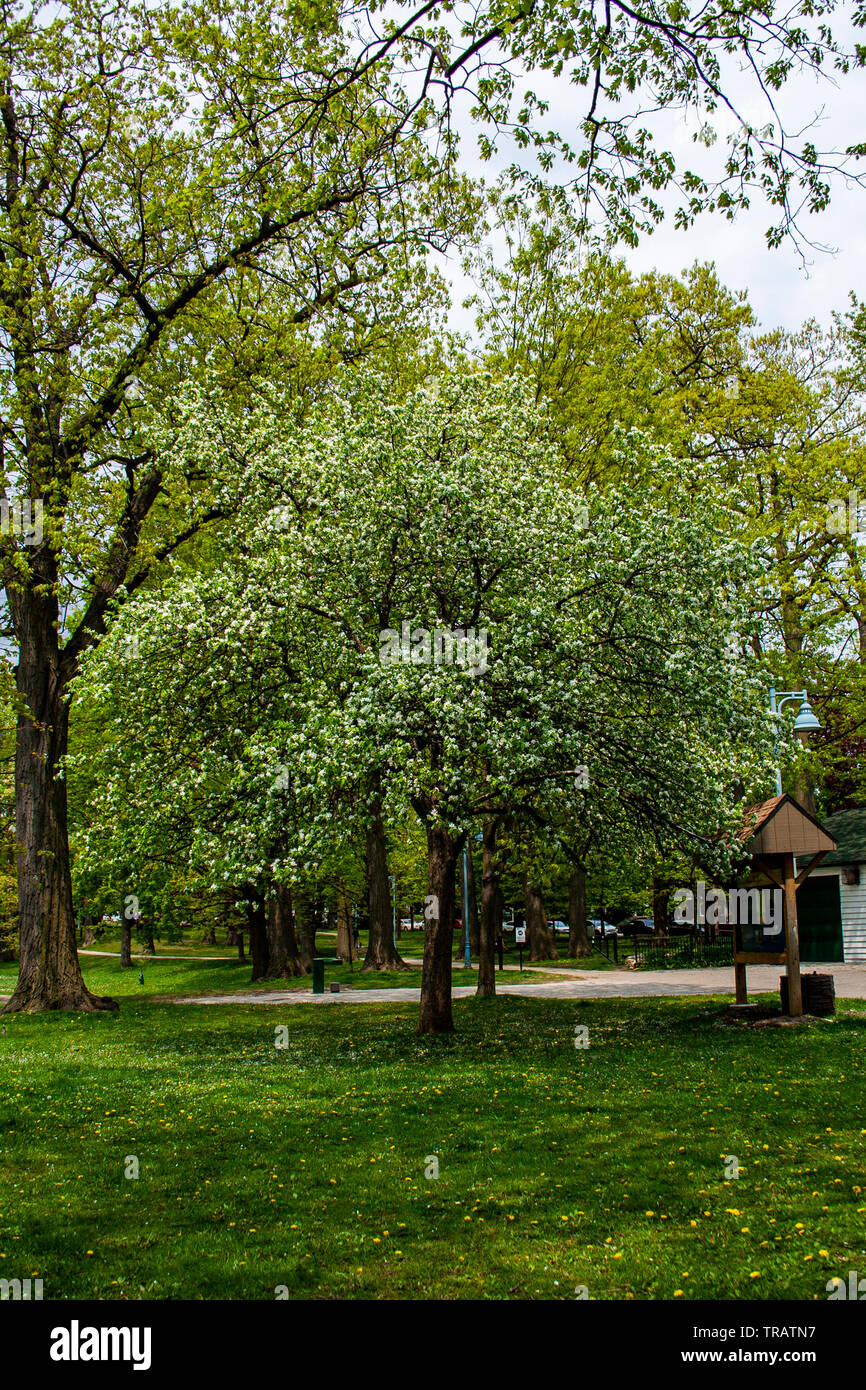White flowers tree blooming in the spring in Canada Stock Photo Alamy