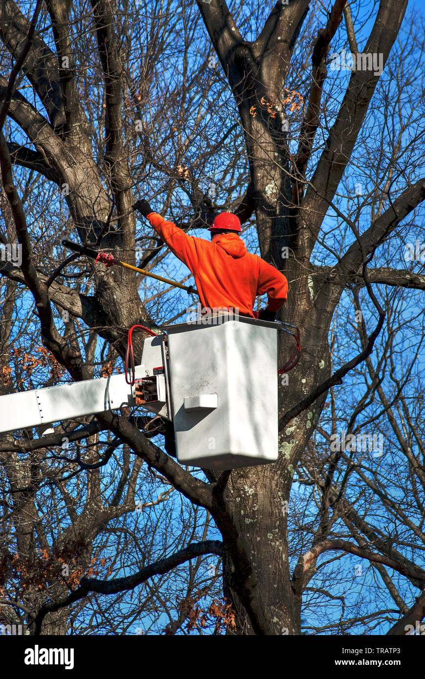 Tree Worker (Arborist) Pruning Branches with Chainsaw Pole Pruner Stock Photo