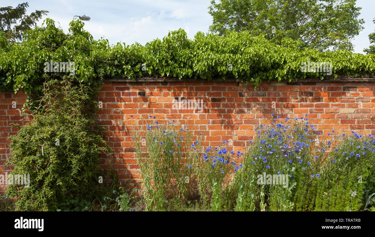 Walled garden, bright sun Stock Photo