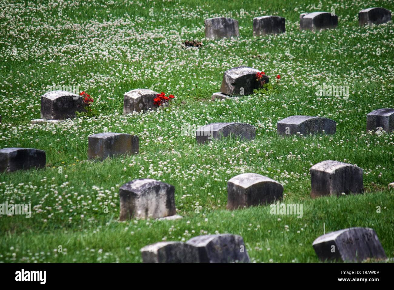 Plymouth Meeting, PA, USA June 1, 2019 Bright red flowers adorn