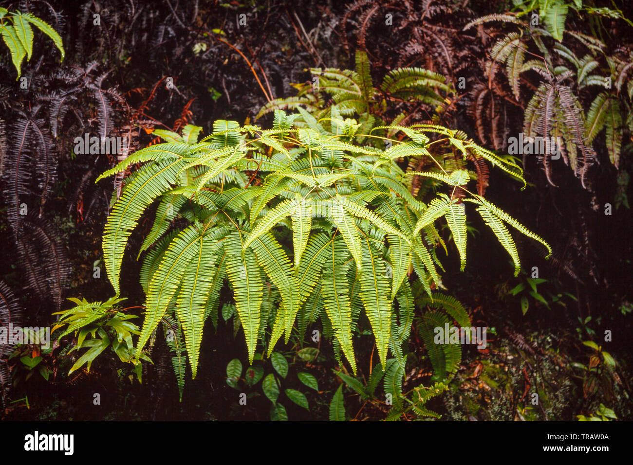 Savannah fern, Gleichenia linearis. Malaysia Stock Photo