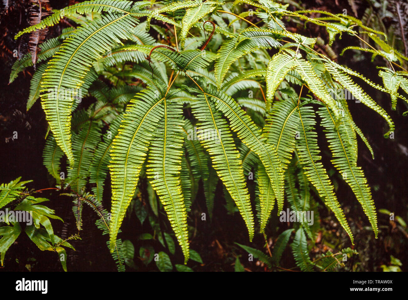 Savannah fern, Gleichenia linearis. Malaysia Stock Photo