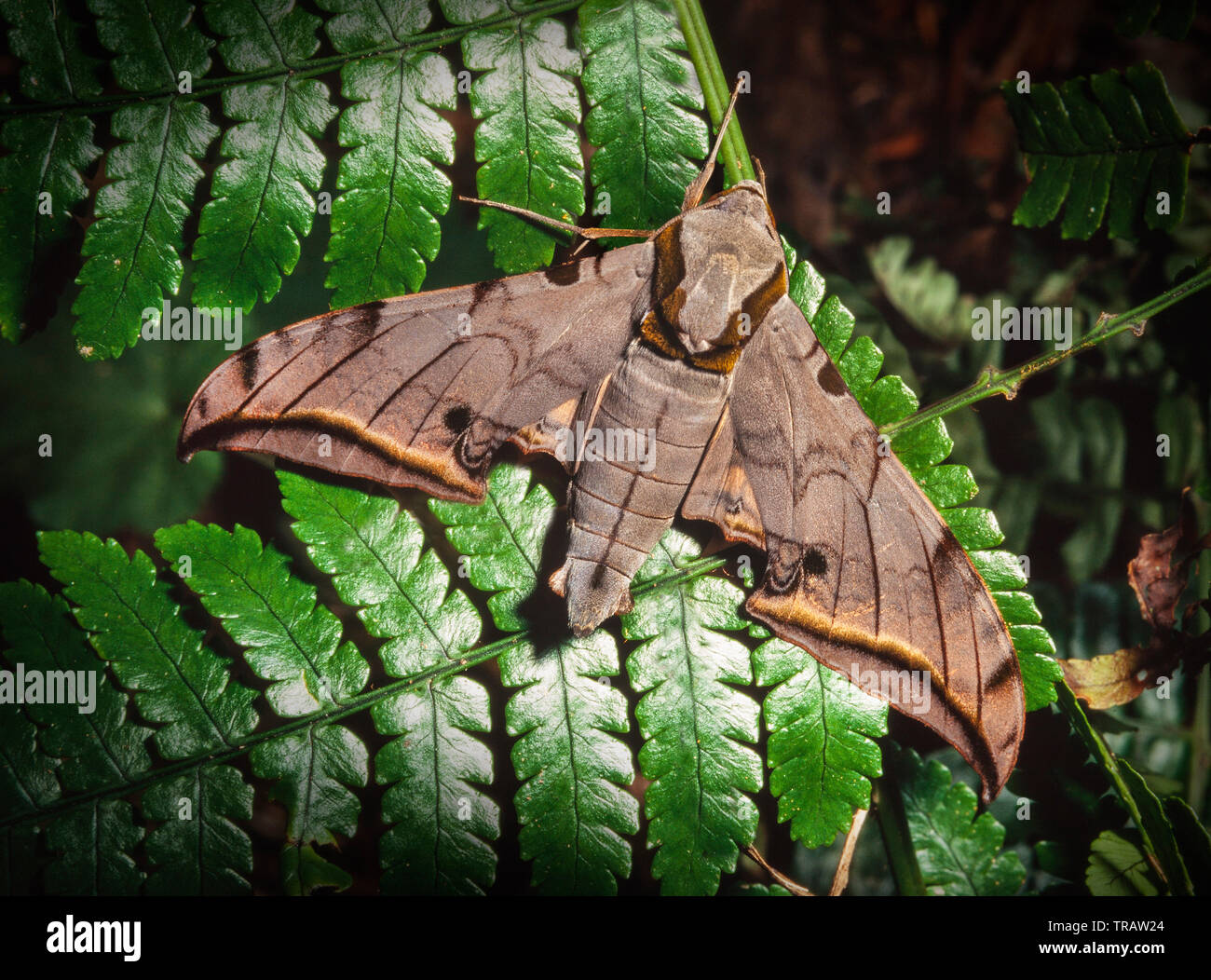 A hawk moth, resting on a fern leaf, Kinabalu Park, Sabah, East Malaysia Stock Photo