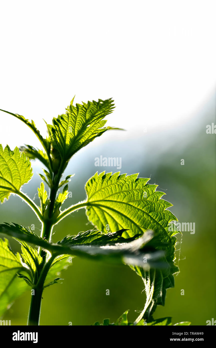 Nettle. Stock Photo