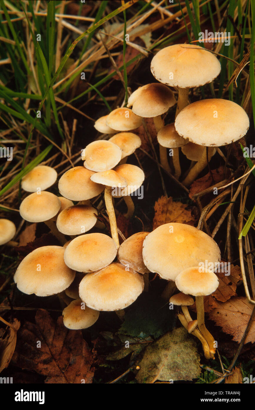 Hypholoma fasciculare, commonly known as the sulphur tuft mushroom Stock Photo
