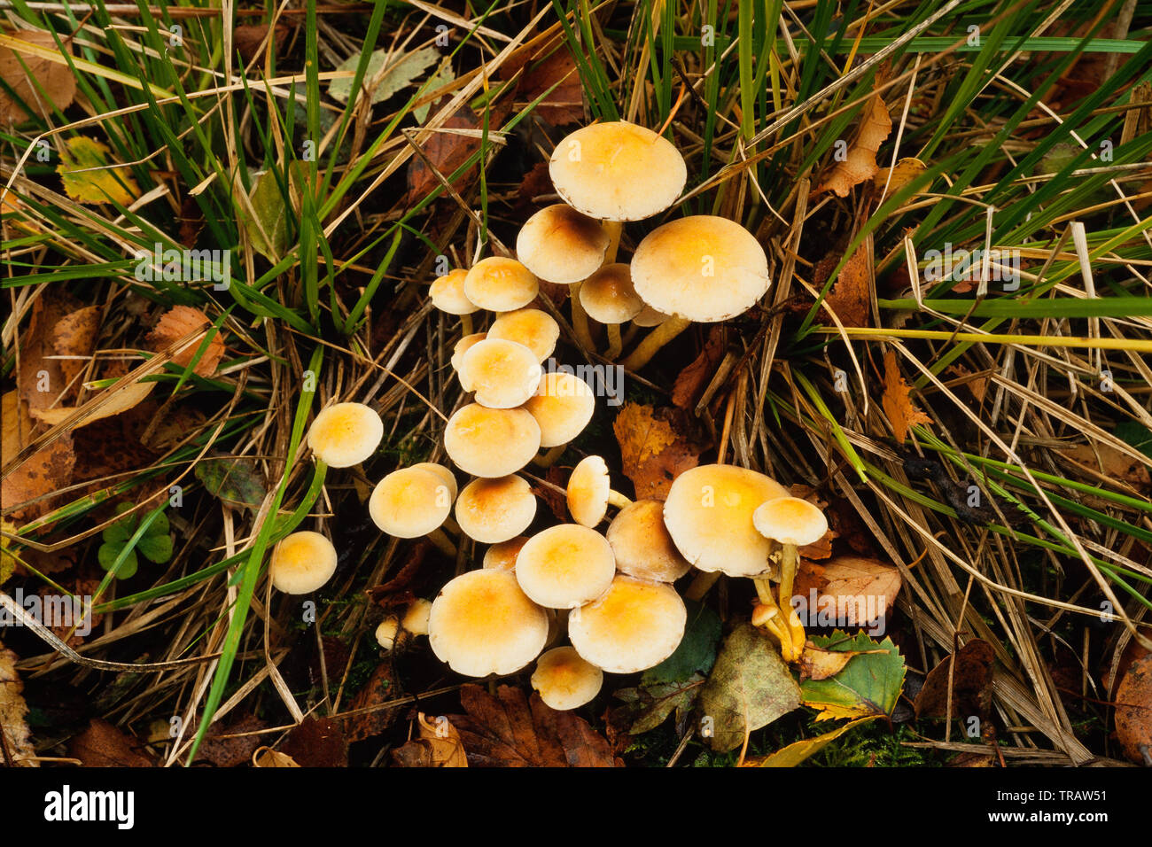 Hypholoma fasciculare, commonly known as the sulphur tuft mushroom Stock Photo
