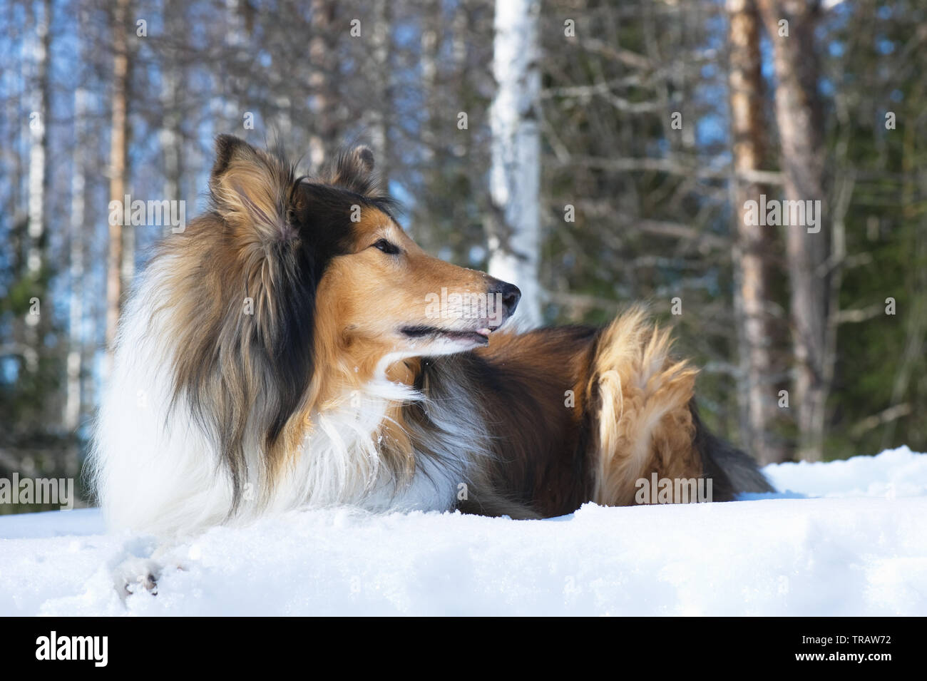 Rough Collie lying down in snow. Stock Photo