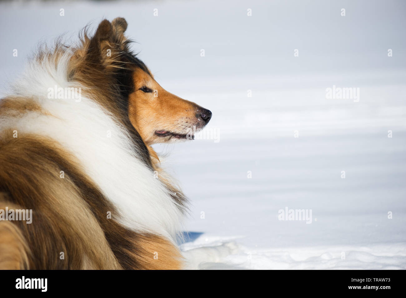 Rough Collie lying down in snow. Stock Photo