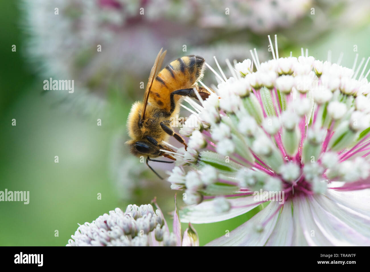 Honey bee on Great masterwort (Astrantia major) flower. Stock Photo