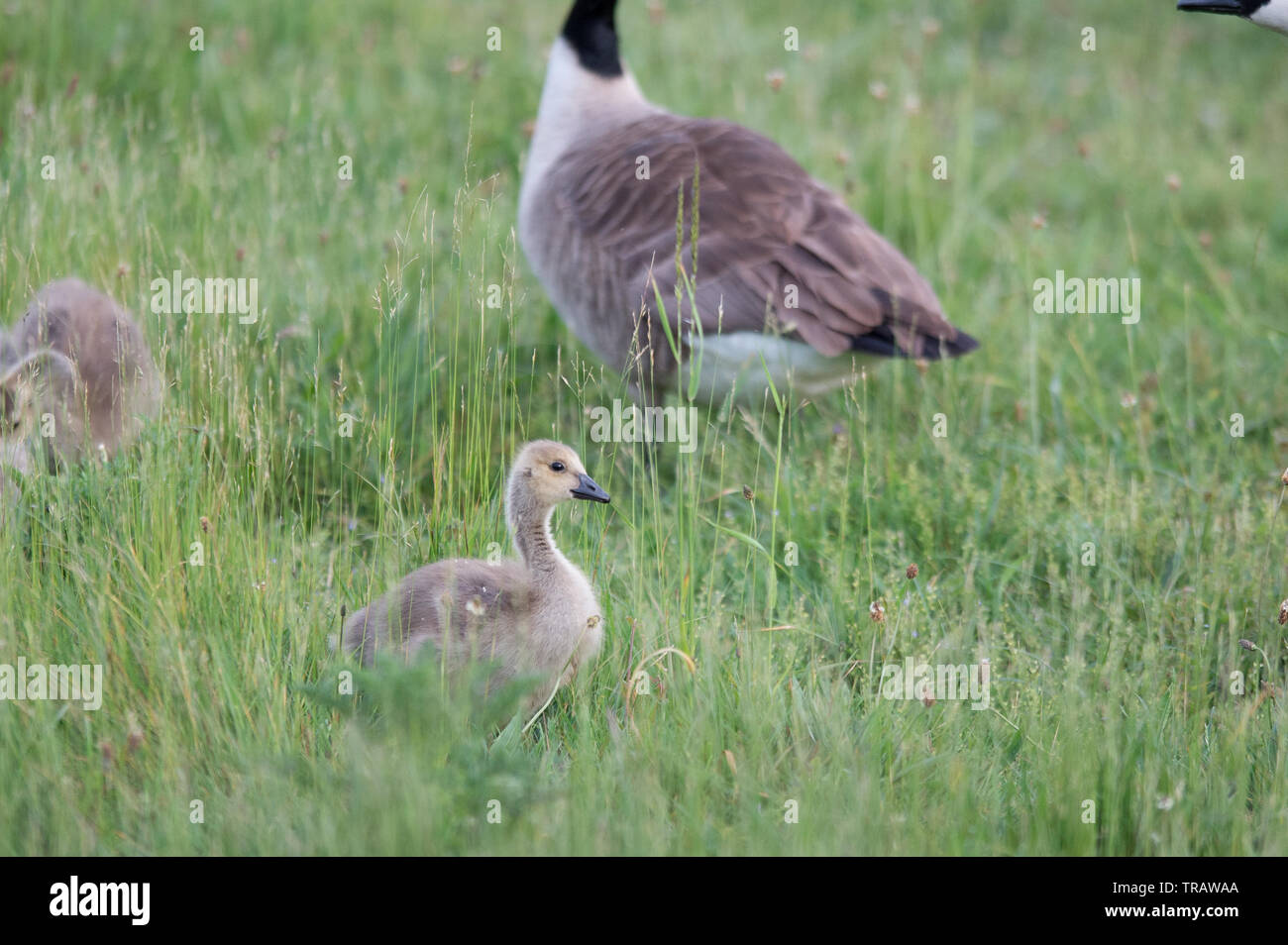 Geese in Panshangar Park. Panshanger Park is a 1000 acre site situated between  the towns Welwyn Garden City and Hertford. Stock Photo
