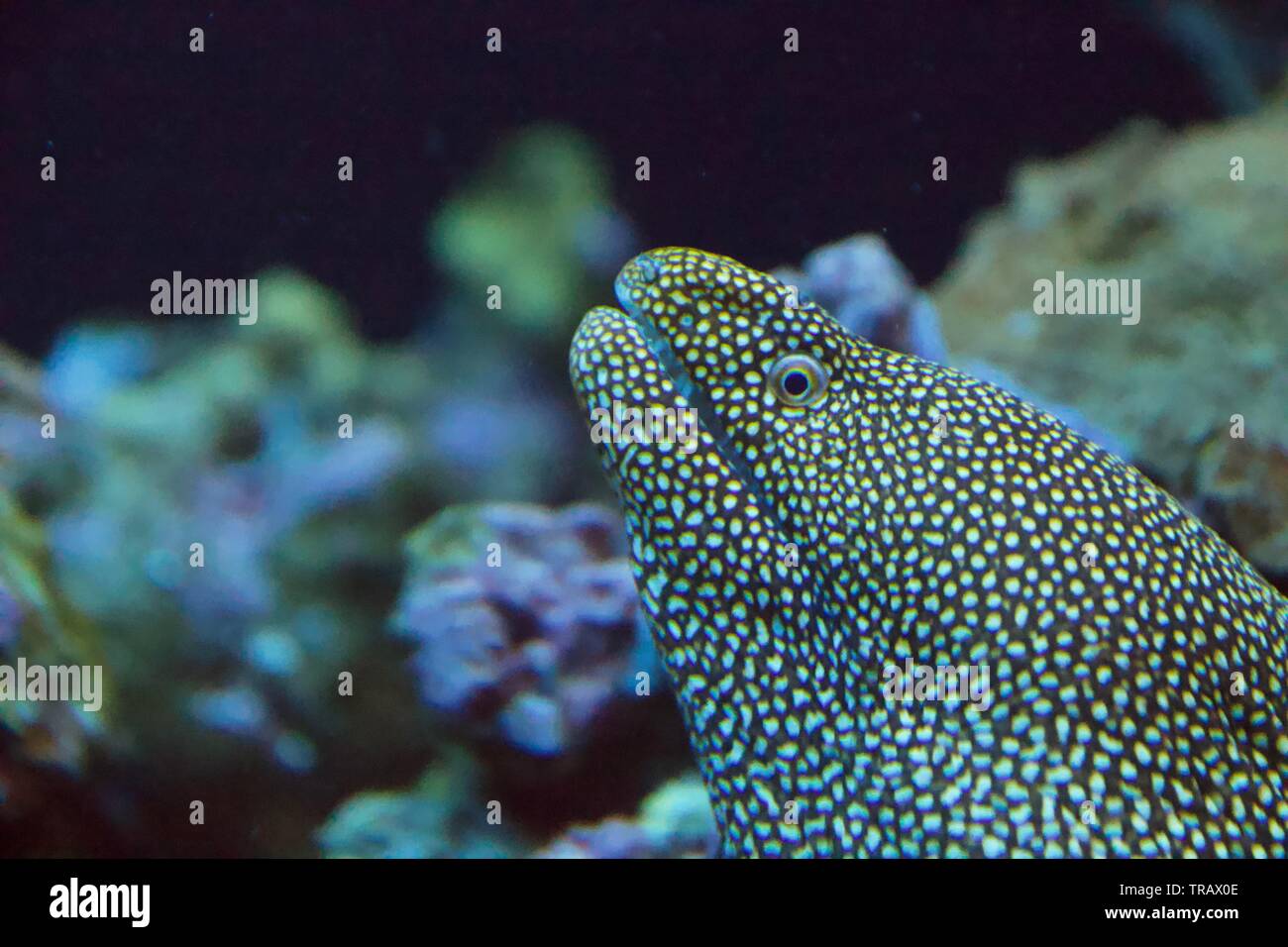 Honeycomb Moray Eel, also known as tessellate moray, laced moray and leopard moray Stock Photo
