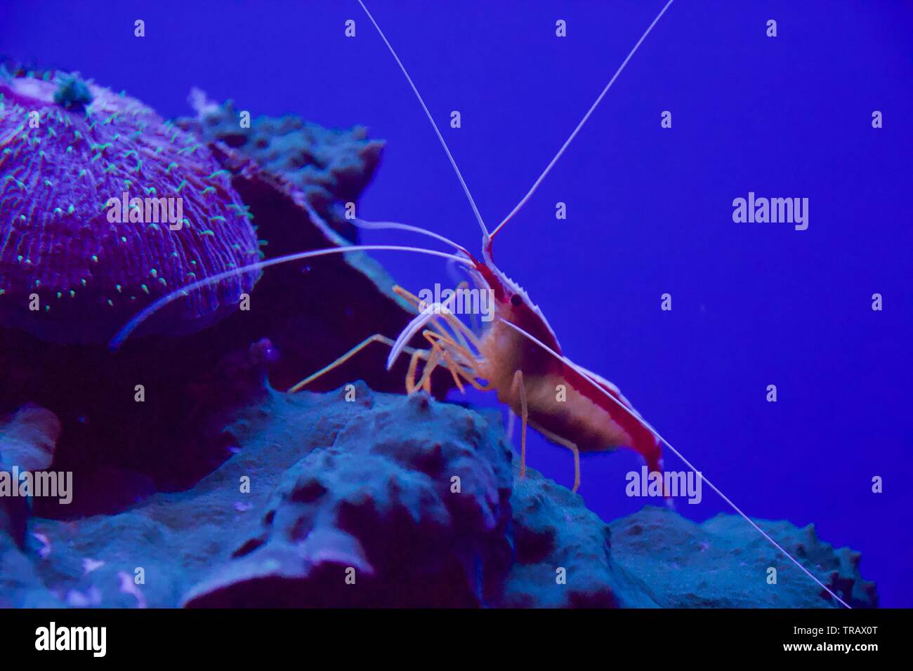 Pacific cleaner shrimp also known as Lysmata amboinensis, Scarlet