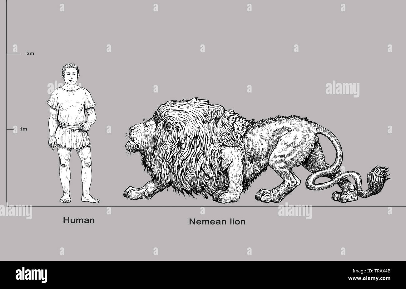 Prepare To Be Amazed The Astonishing Size Comparison Of Lion And Human - o71g8d6