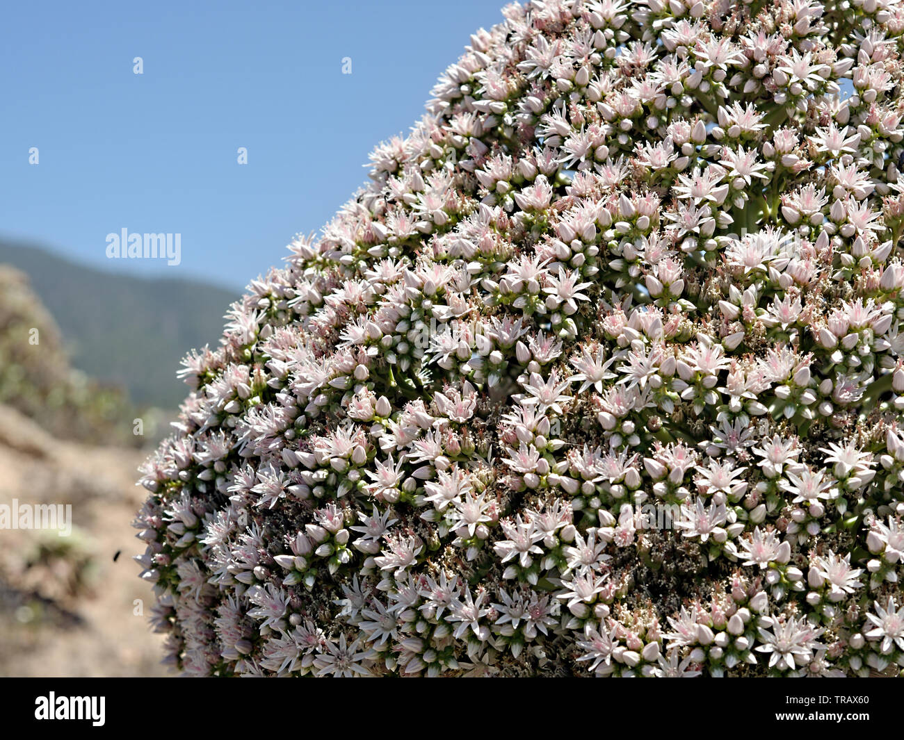 left page detail, detail, from a verode, succulent species fully blossoming on Tenerife, Canary Island. It has thousands of white to pink flowers and Stock Photo
