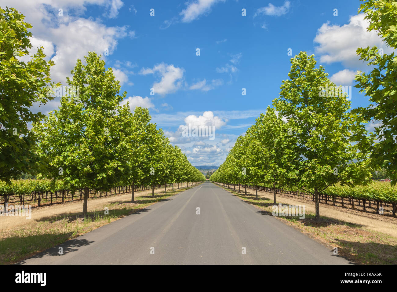 Entrance road, with rows of London planetrees, into Inglenook winery, Yountville, California, United States. Stock Photo