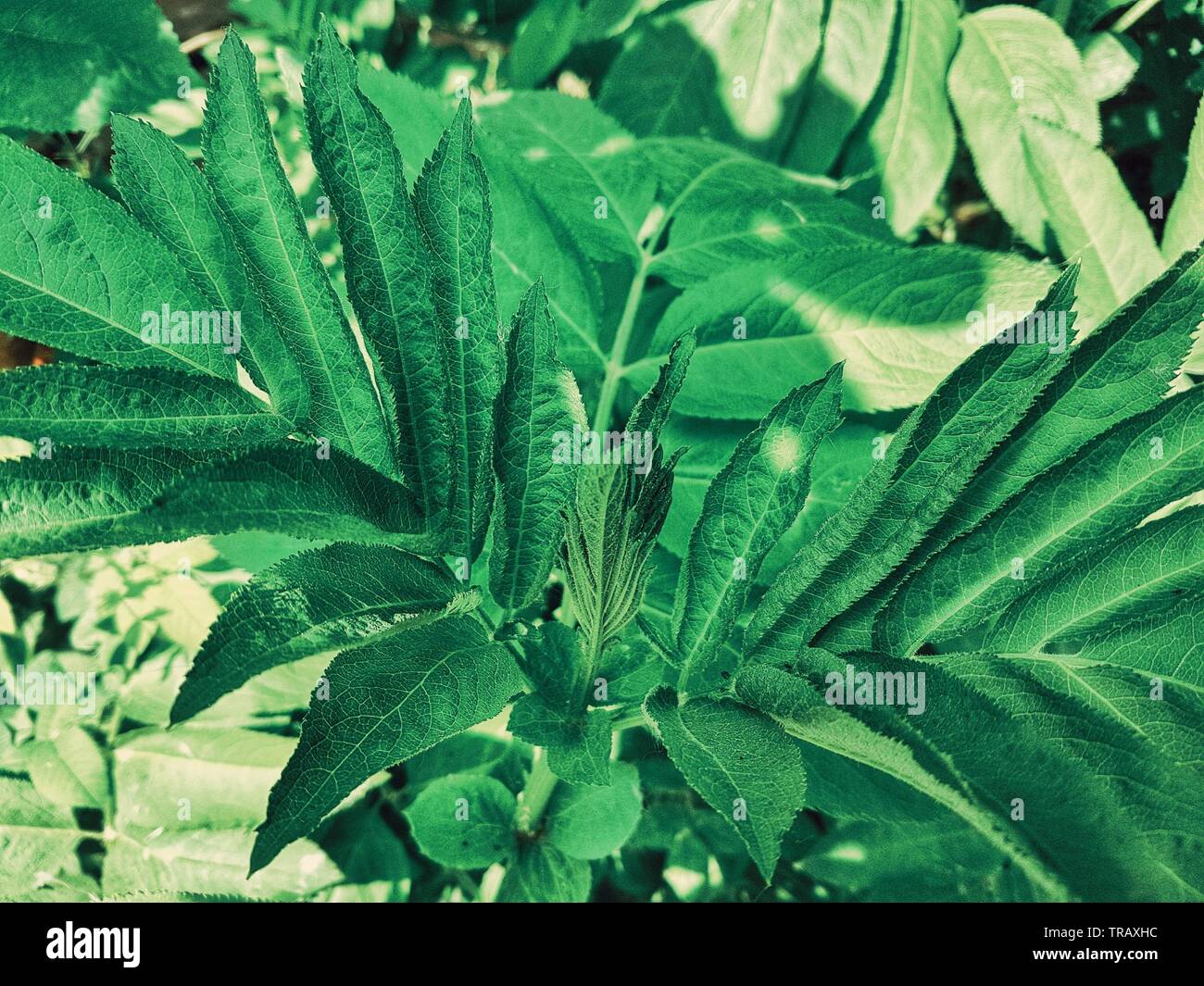 Green leaves of a plant after a spring rain Stock Photo