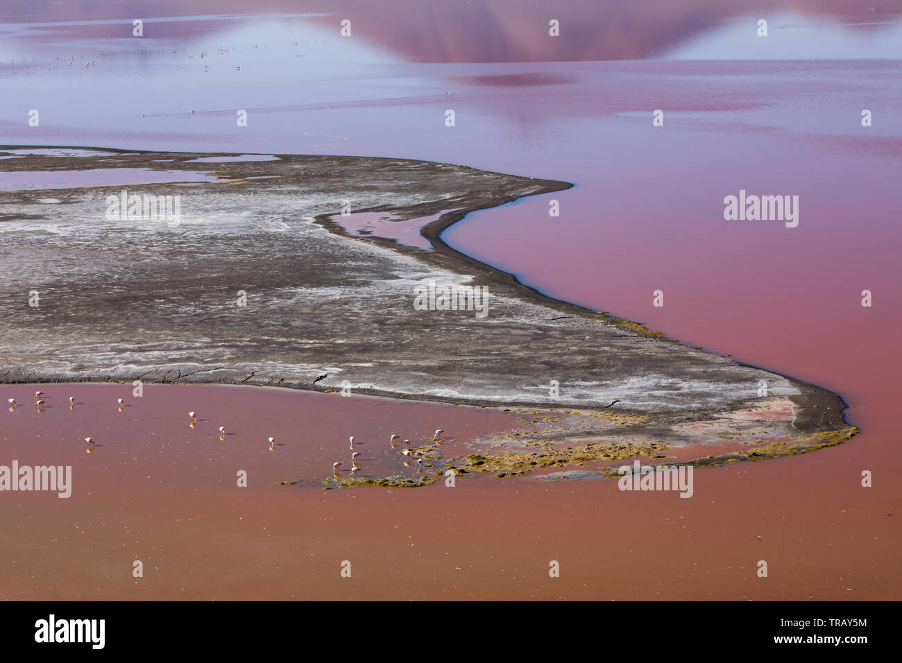 Flamingos in the Laguna Colorada, Bolivia Stock Photo