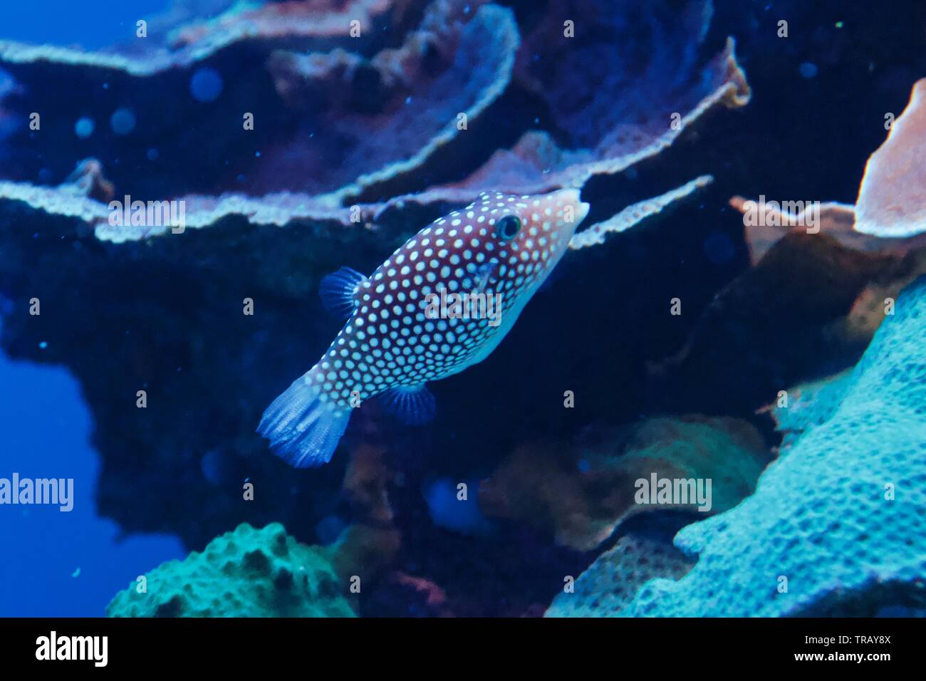 Hawaiian Whitespotted Toby or Canthigaster jactator in Maui, Hawaii Stock Photo