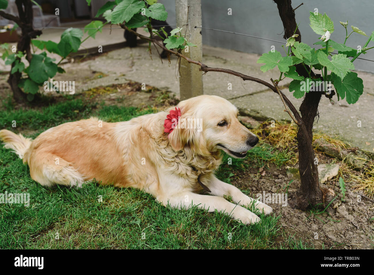 Golden retriever in yard hi-res stock photography and images - Alamy
