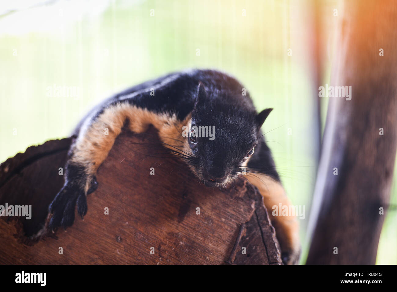 Black giant squirrel / Malayan giant squirrel Stock Photo