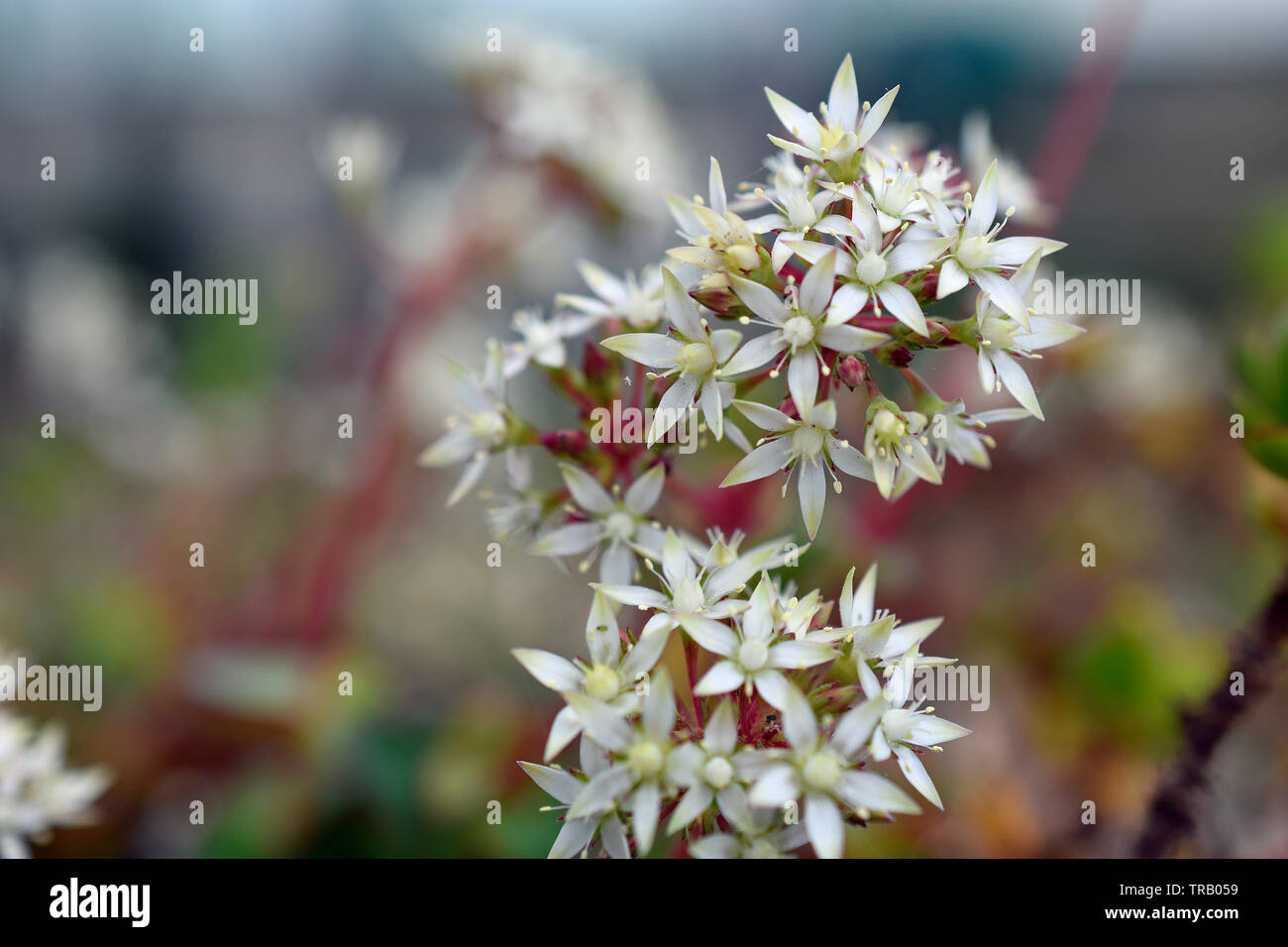 Coppertone Sedum Flowers Stock Photo