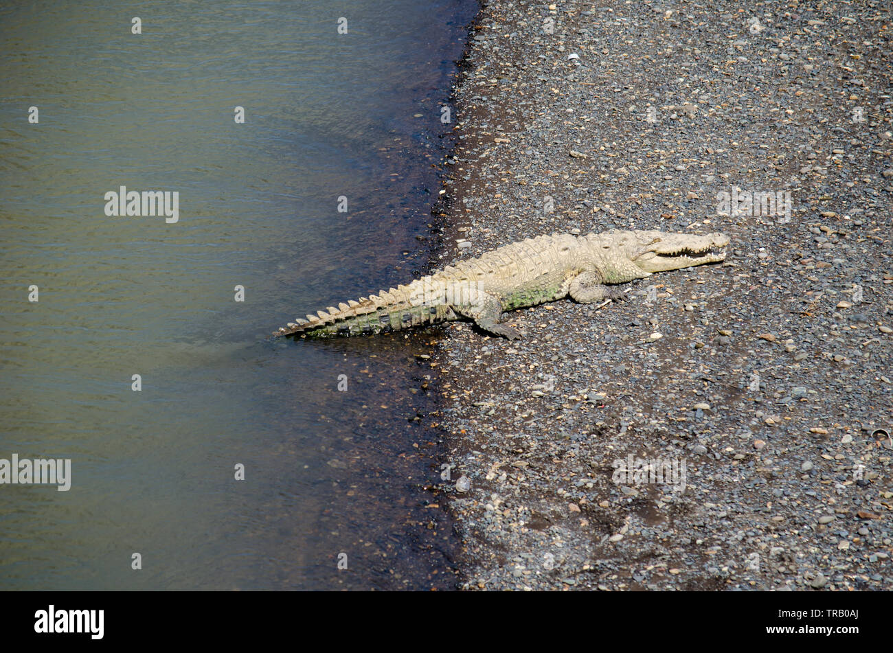 Crocodile taking a bath of sun in Tarcoles River in Costa Rica Stock Photo