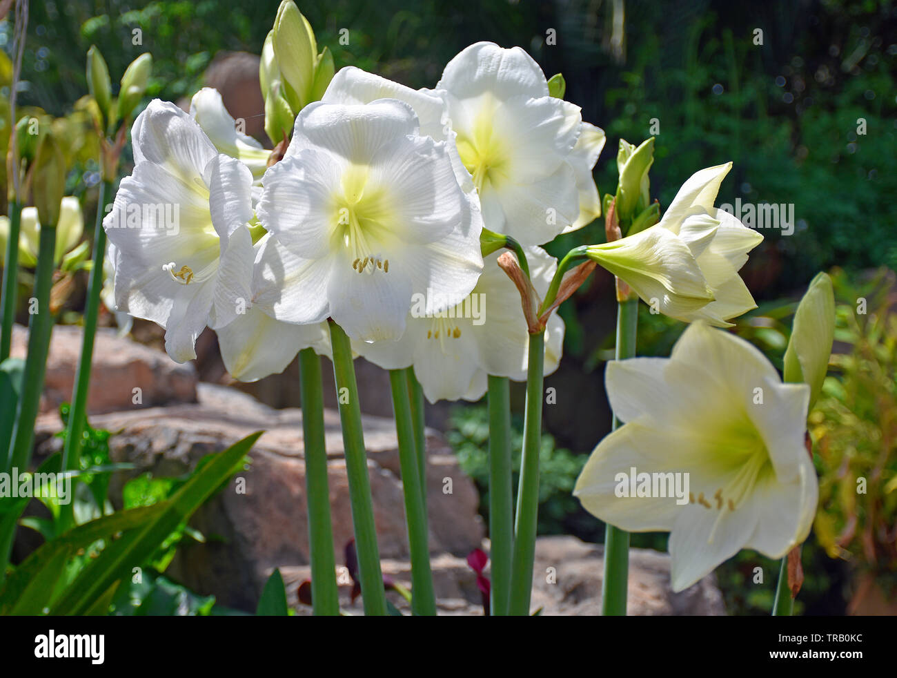 Giant White Amaryllis Stock Photo
