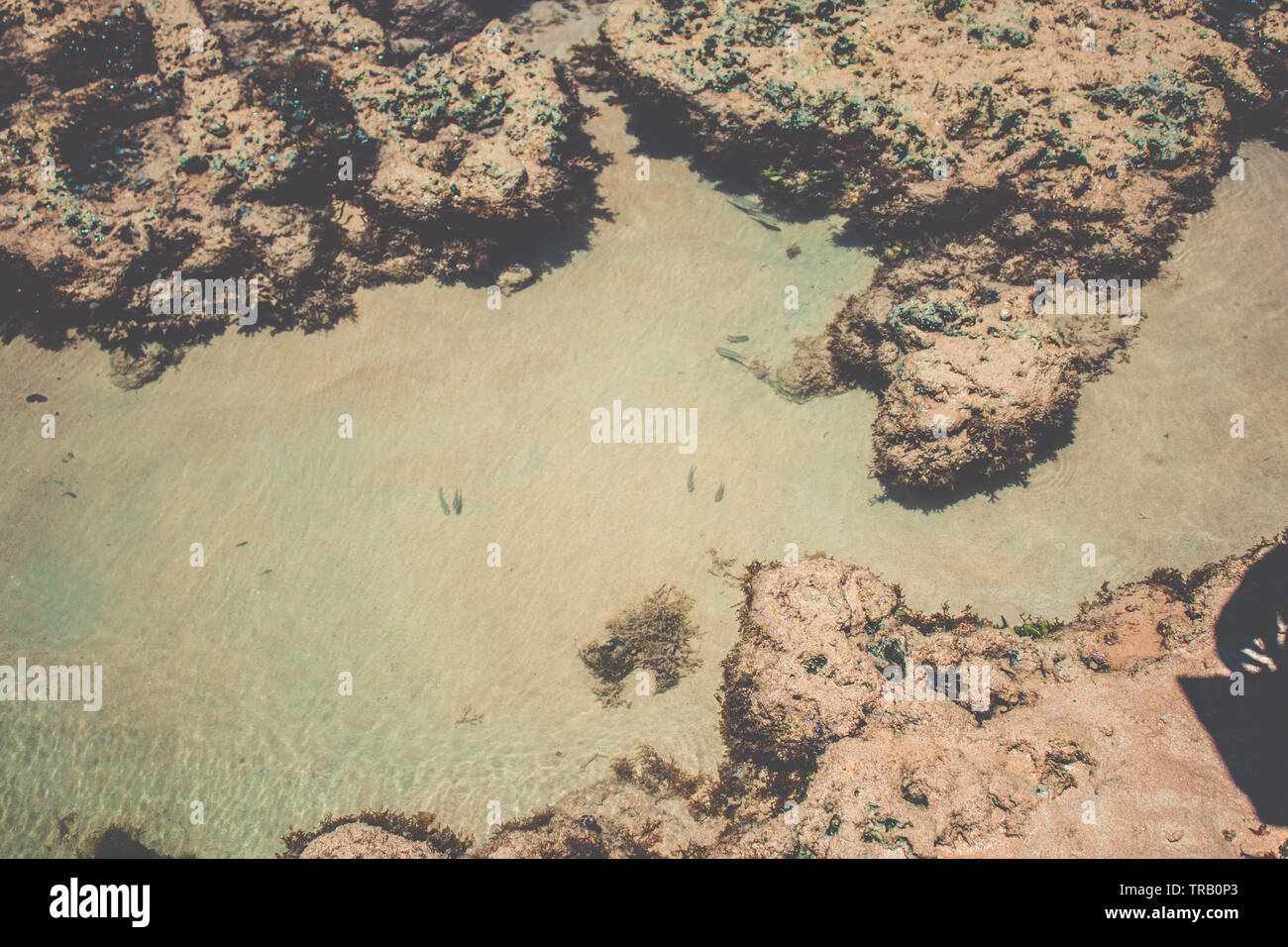 small fish in shallow water. seaweed on beach Stock Photo - Alamy
