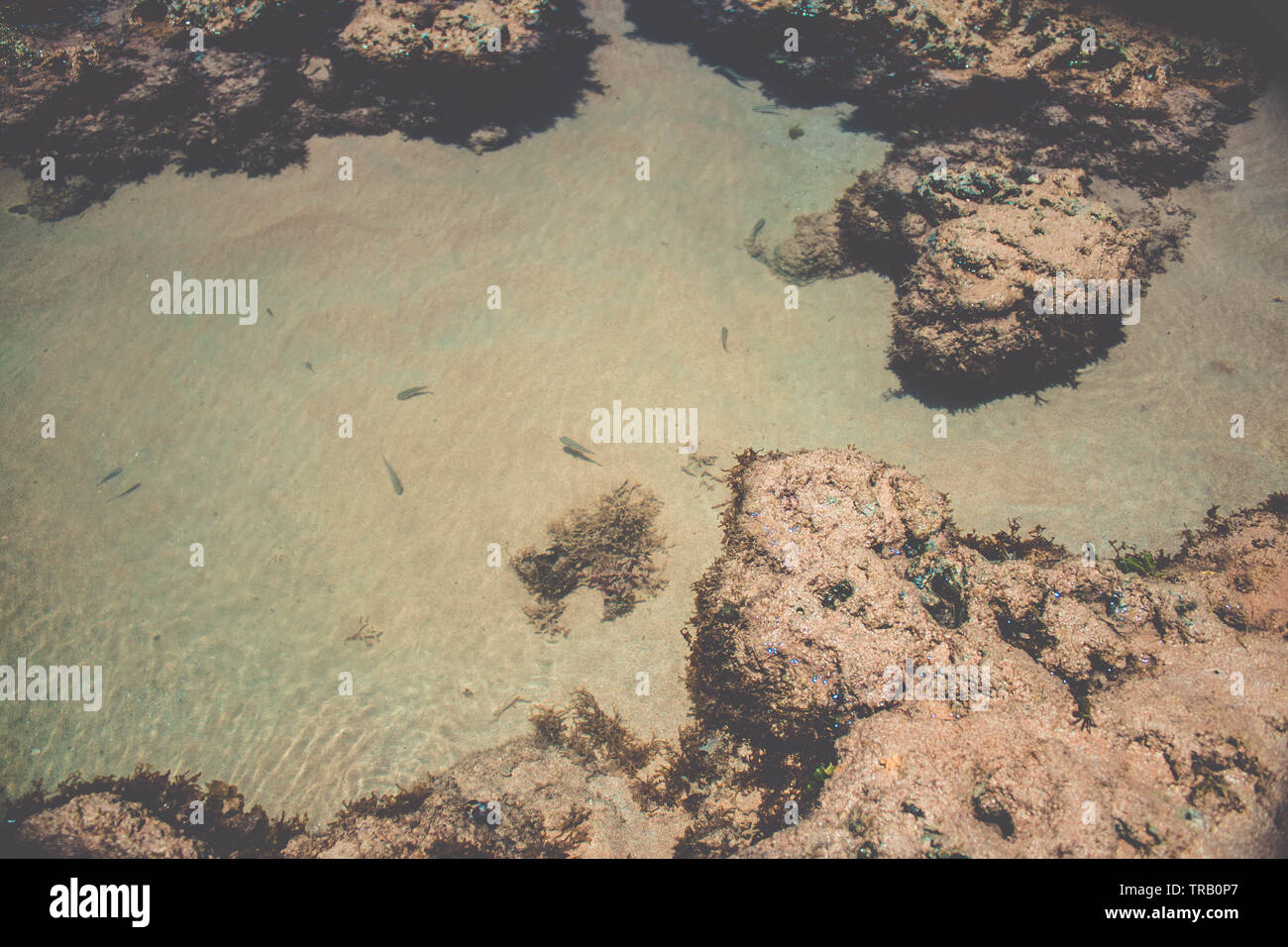 small fish in shallow water. seaweed on beach Stock Photo - Alamy