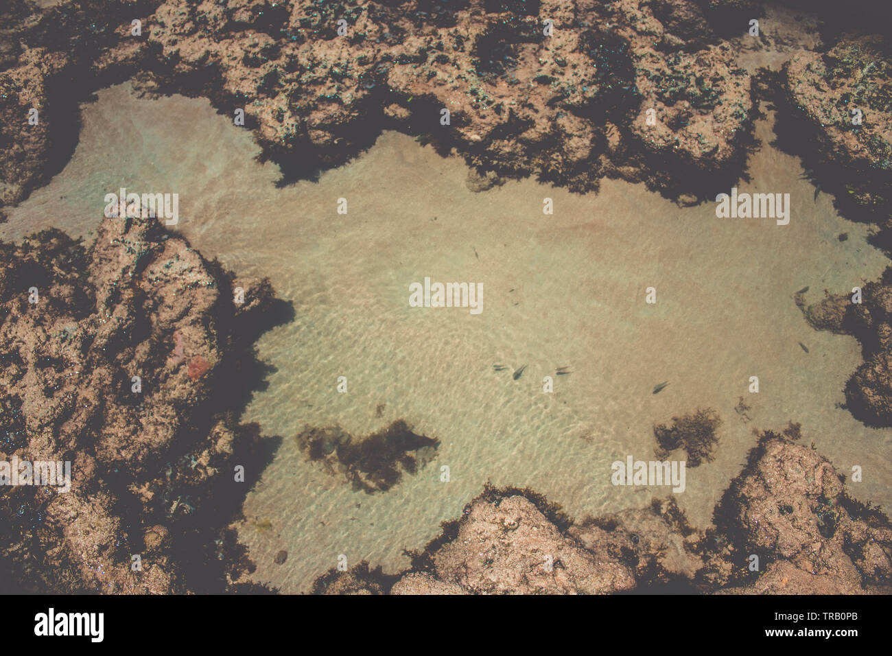 small fish in shallow water. seaweed on beach Stock Photo - Alamy