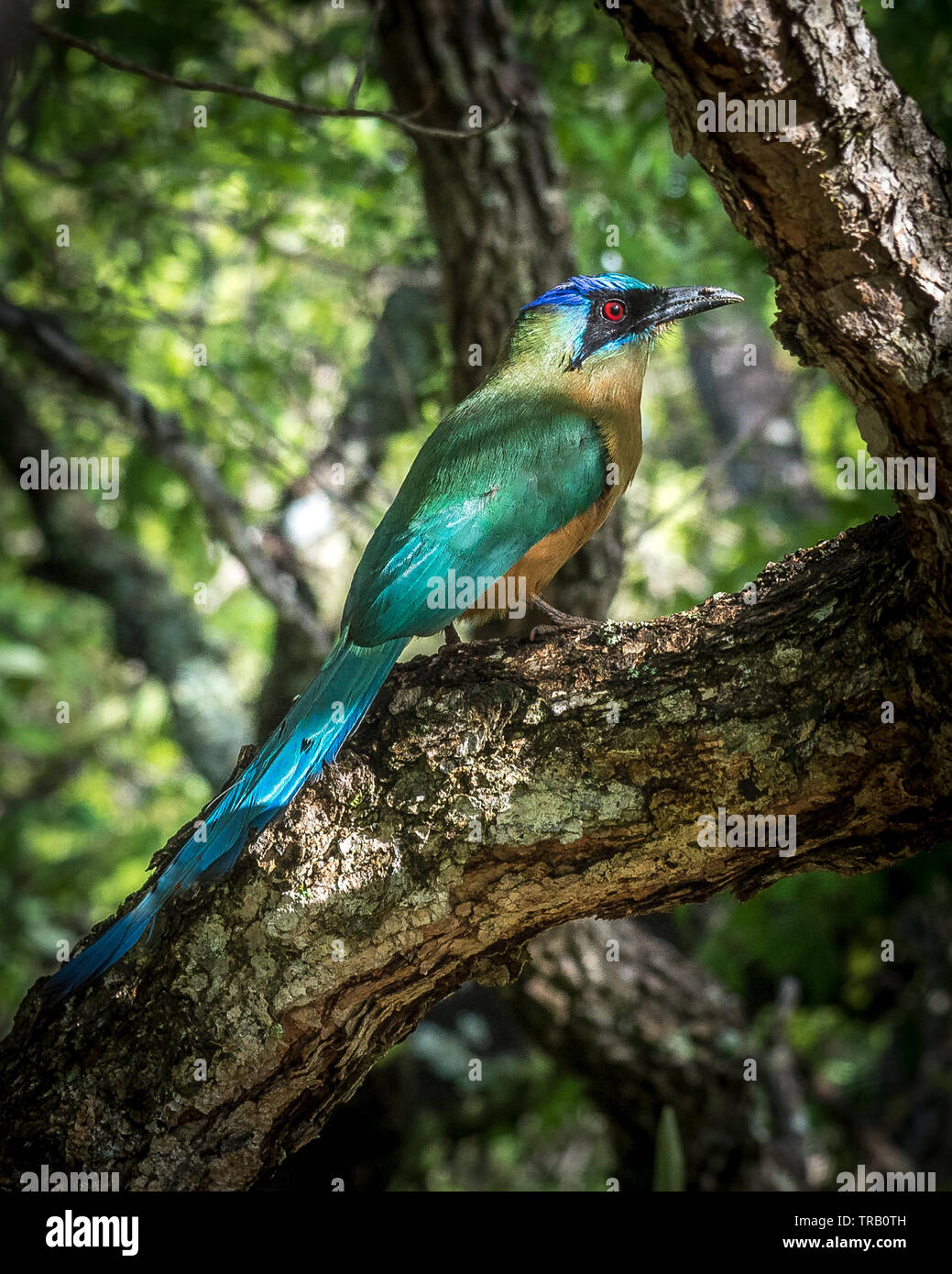 pretty colorful wild bird Stock Photo