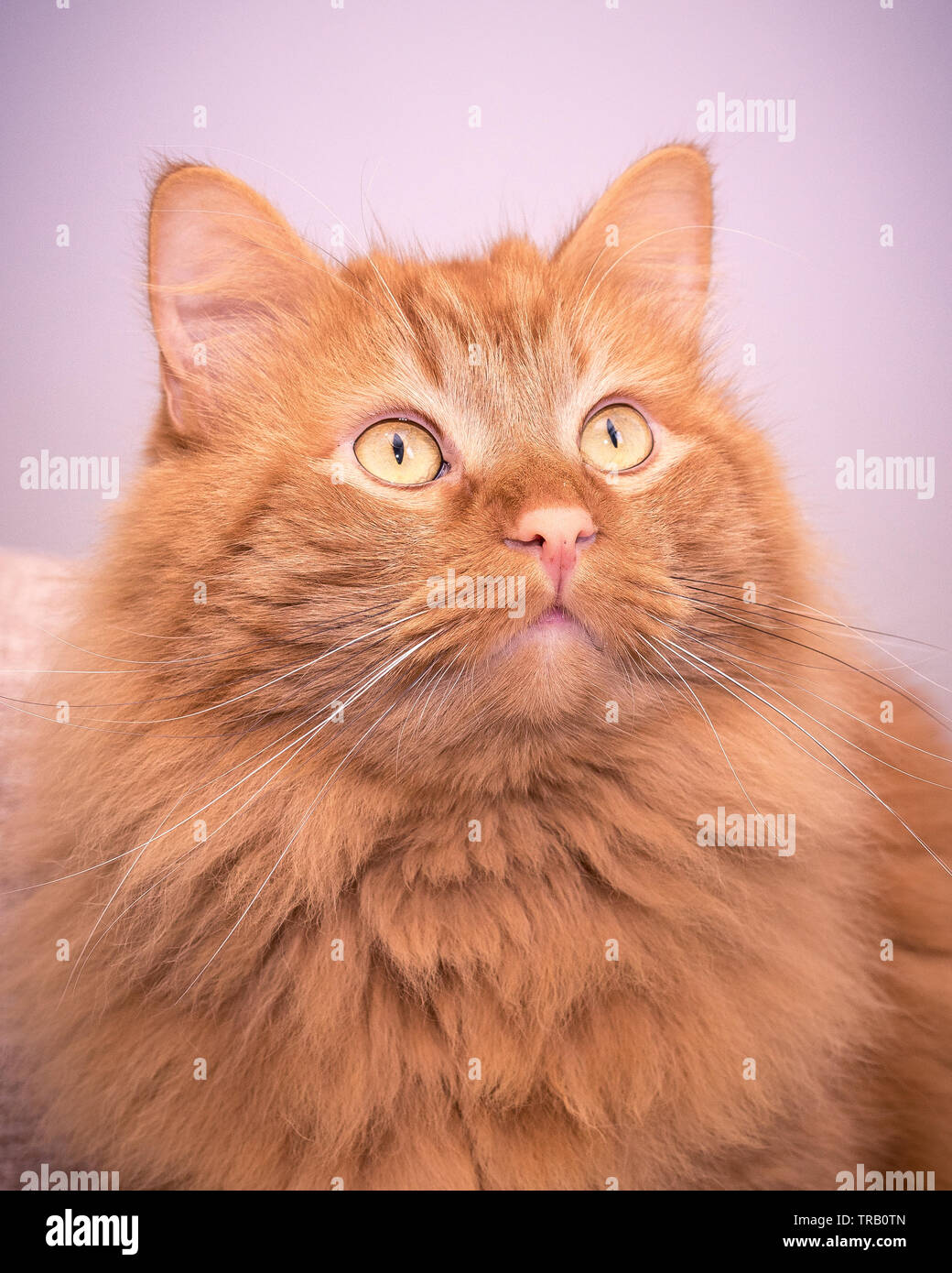 golden tabby cat Stock Photo