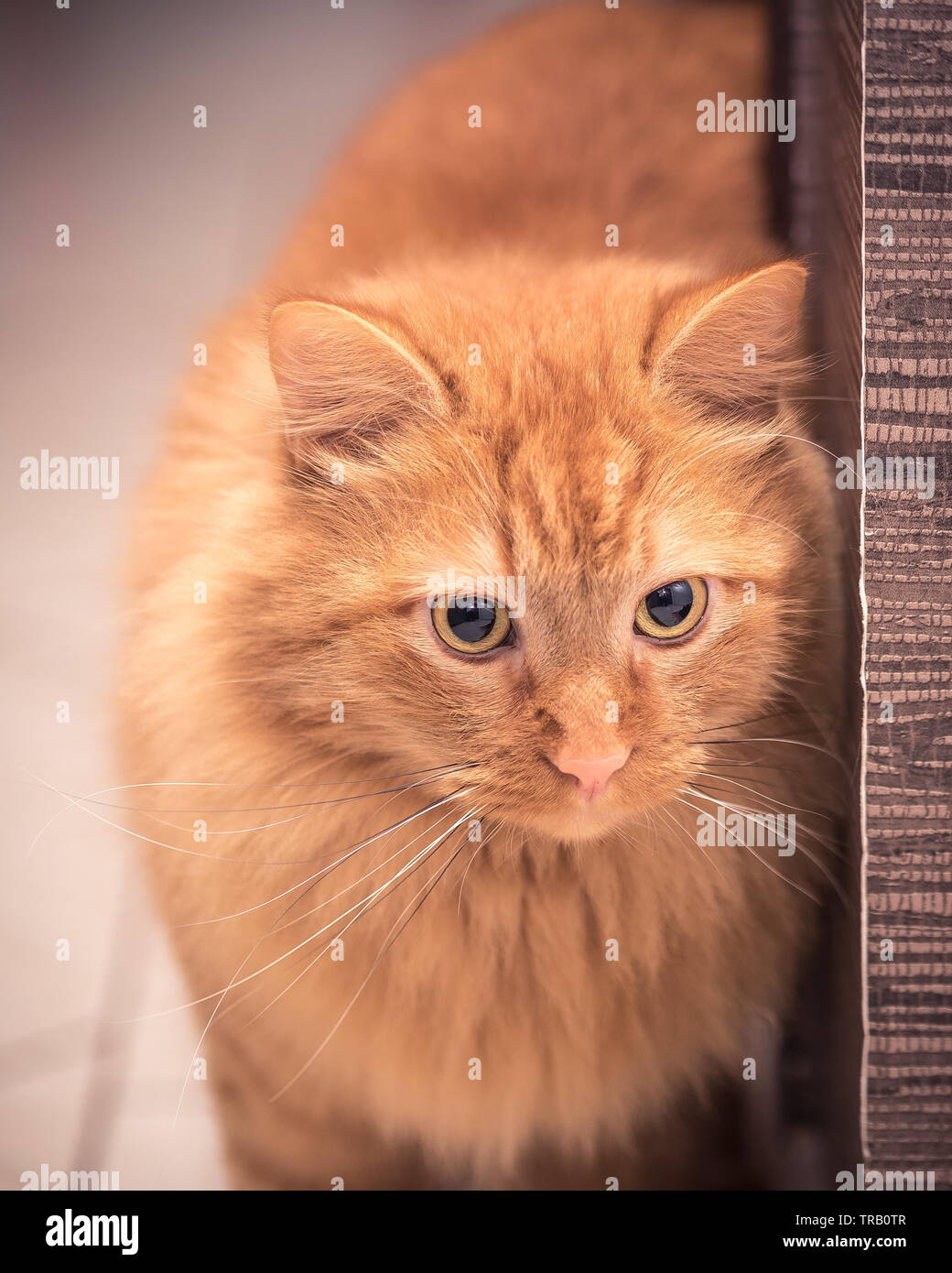 golden tabby cat Stock Photo