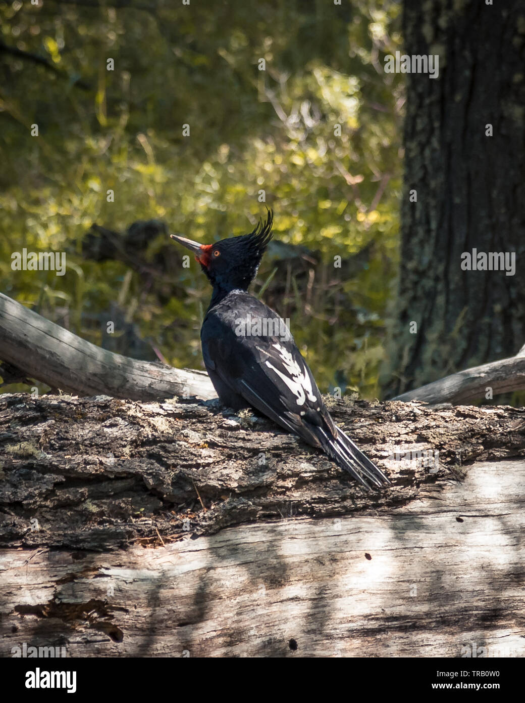 giant woodpecker Stock Photo