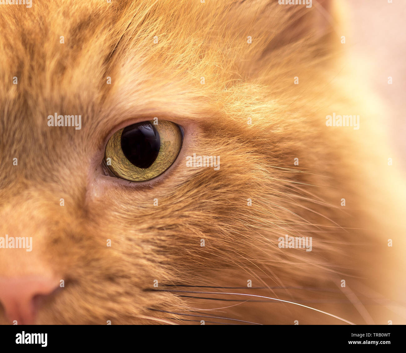 Cat's eye Stock Photo