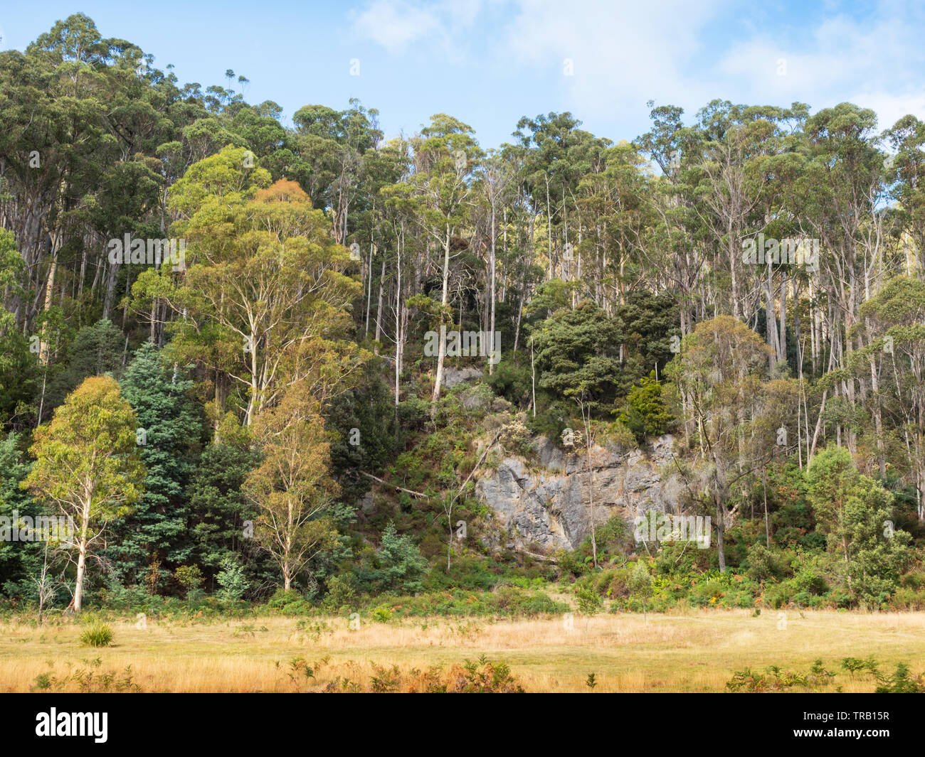 Indigenous forest near Mole Creek, a town in the central north of