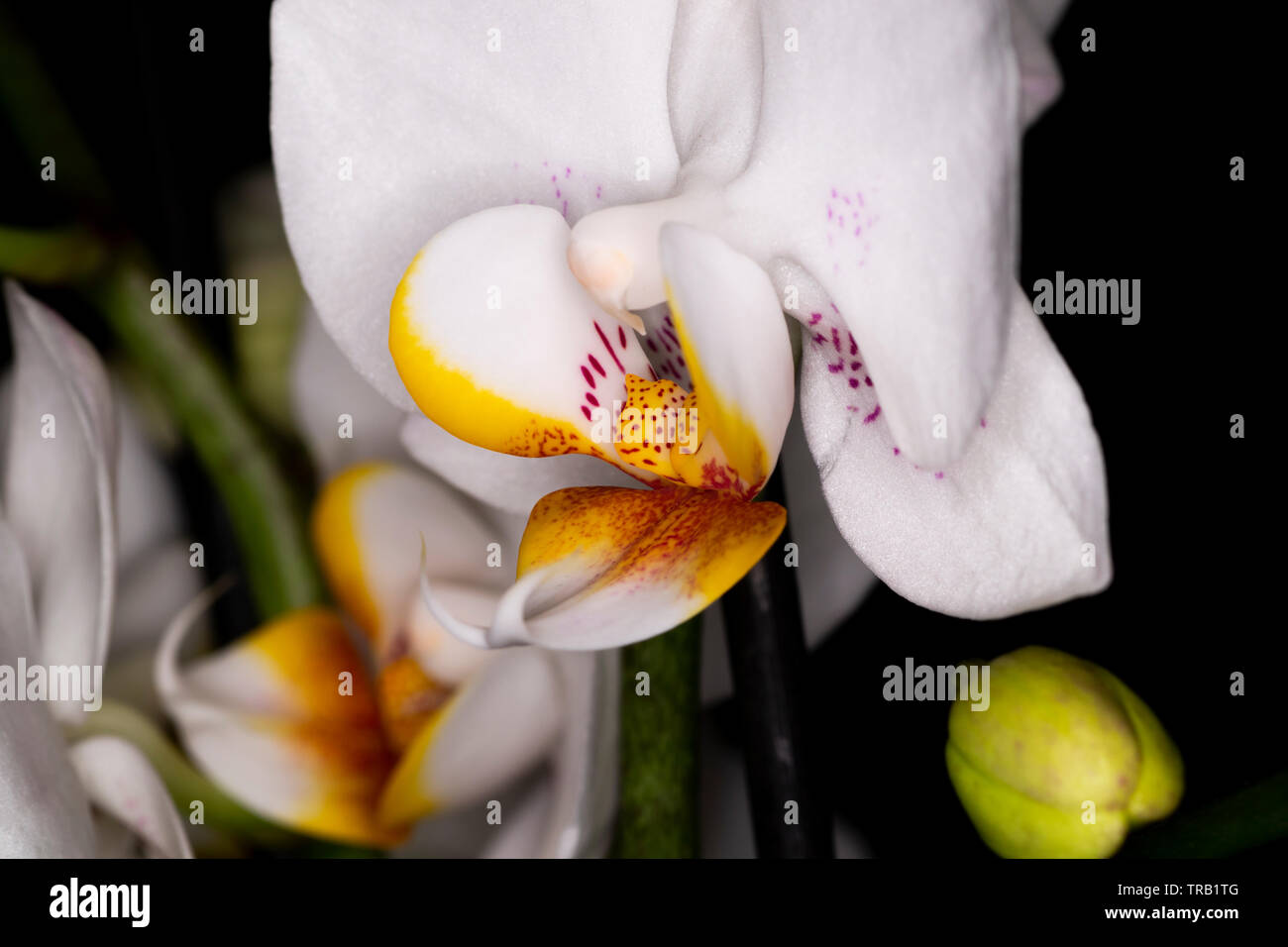 Mini Orchid Ceramic flower head, genus Orchidaceae, macro with shallow depth of field Stock Photo