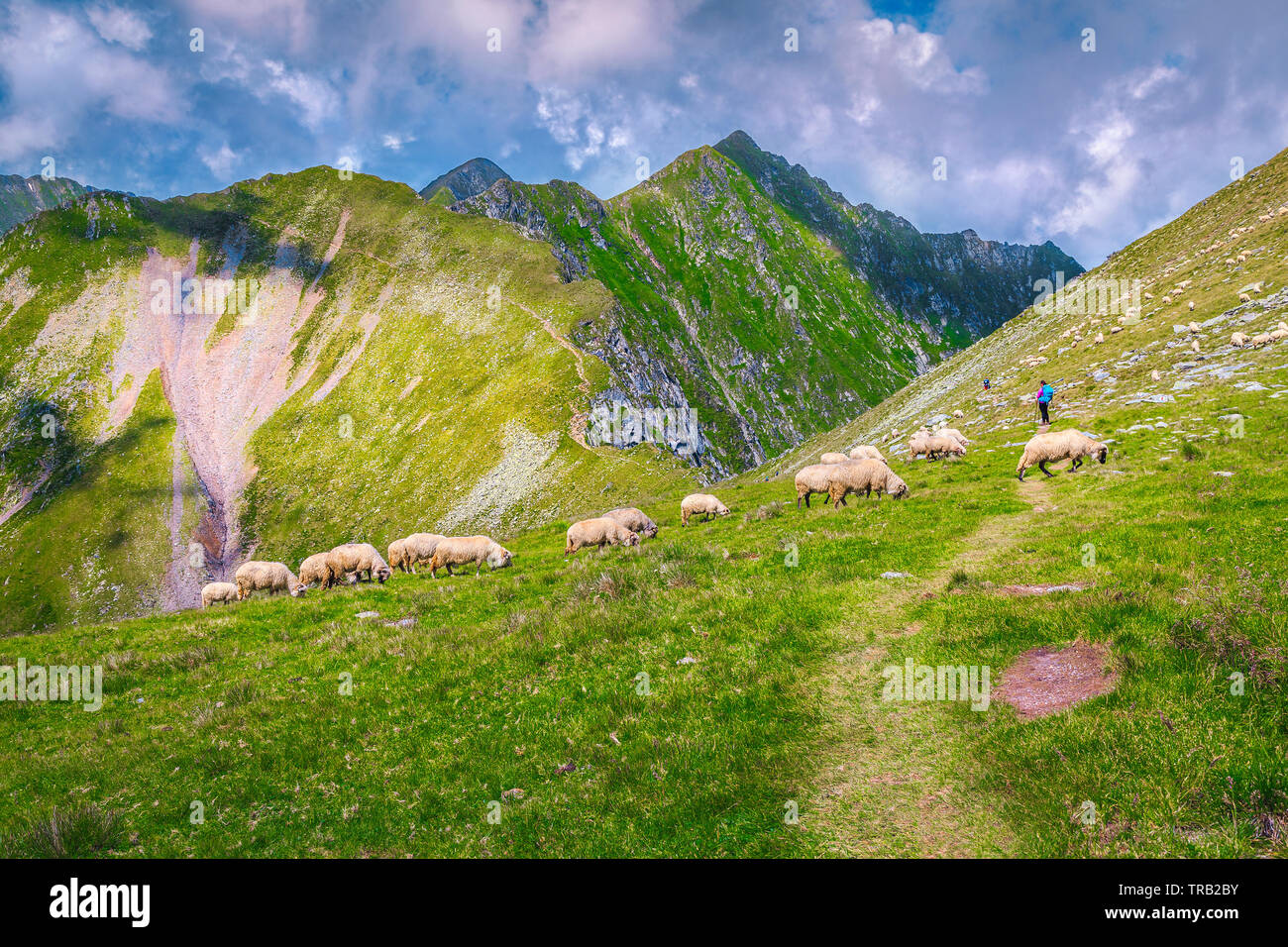 Herd of sheep on the steep slope and spectacular mountains in background, Carpathians, Romania, Europe Stock Photo