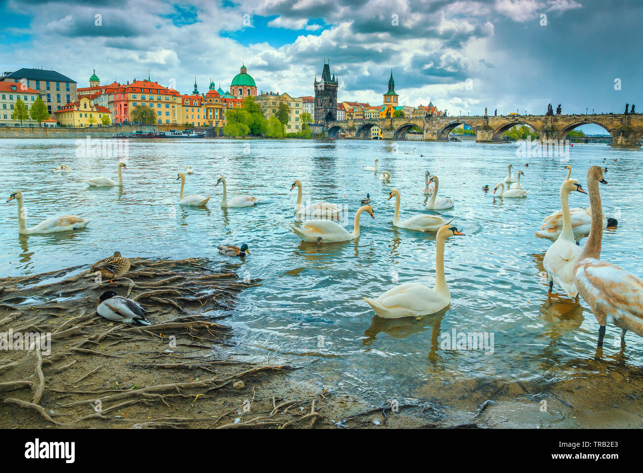 Popular travel and tourism location in Europe. Picturesque cityscape with tame swans and ducks on Vltava river. Stunning Prague cityscape, Czech Repub Stock Photo