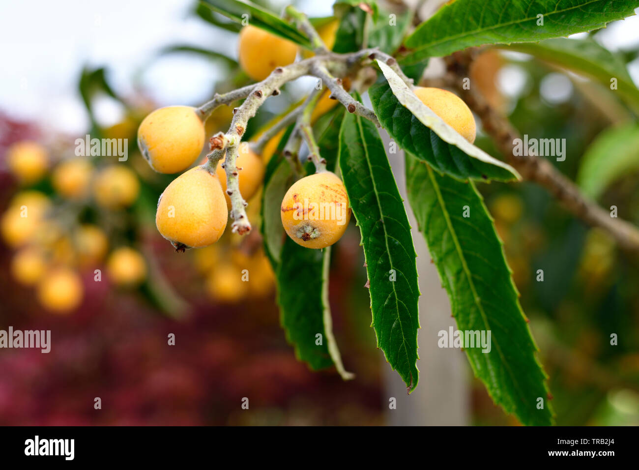 Loquat fruits on the branch Stock Photo