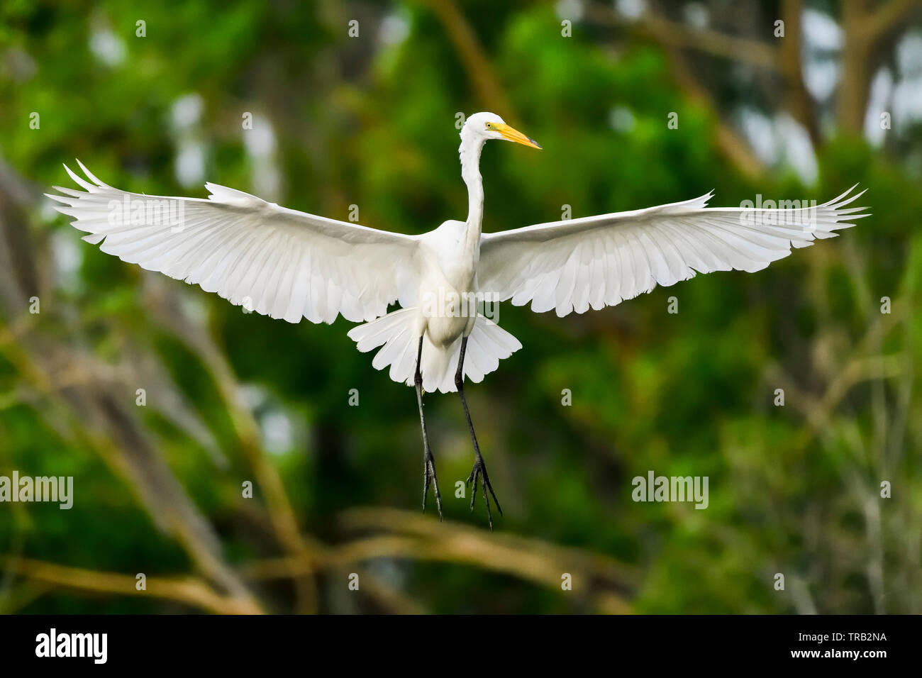 Great Egret in full swing. Stock Photo